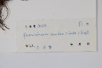 單葉新月蕨藏品圖，第2張