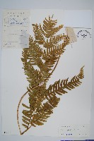 傅氏鳳尾蕨藏品圖，第1張