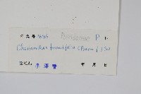 薄葉碎米蕨藏品圖，第2張