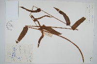 長葉腎蕨藏品圖，第1張