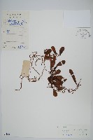 抱樹蓮藏品圖，第1張