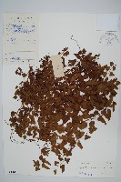 小葉海金沙藏品圖，第1張