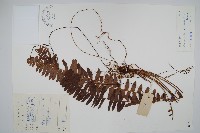 腎蕨藏品圖，第1張