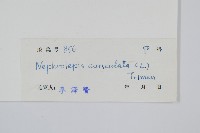 腎蕨藏品圖，第2張