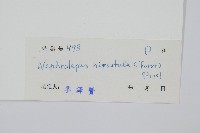 毛葉腎蕨藏品圖，第2張