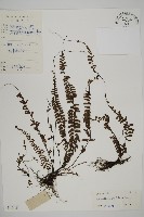 鞭葉鐵線蕨藏品圖，第1張