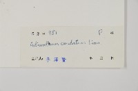 鞭葉鐵線蕨藏品圖，第2張