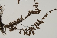 鞭葉鐵線蕨藏品圖，第3張