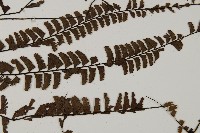 鞭葉鐵線蕨藏品圖，第4張