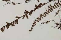 鞭葉鐵線蕨藏品圖，第5張