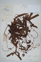 掌葉海金沙藏品圖，第1張