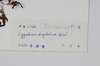 掌葉海金沙藏品圖，第2張