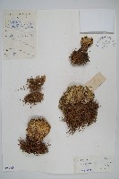 萬年松藏品圖，第1張