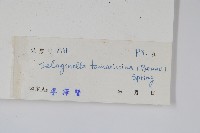 萬年松藏品圖，第2張