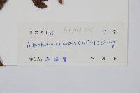 毛柄短腸蕨藏品圖，第2張