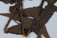 毛柄短腸蕨藏品圖，第3張