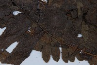 毛柄短腸蕨藏品圖，第4張