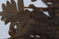 毛柄短腸蕨藏品圖，第5張