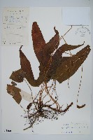 單葉新月蕨藏品圖，第1張