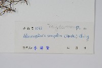 單葉新月蕨藏品圖，第2張