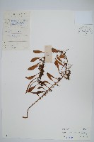 抱樹石葦藏品圖，第1張