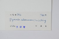 抱樹石葦藏品圖，第2張