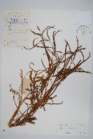 箭葉鳳尾蕨藏品圖，第1張