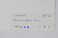 箭葉鳳尾蕨藏品圖，第2張