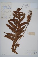 菜蕨藏品圖，第1張