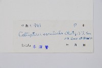 菜蕨藏品圖，第2張