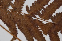 菜蕨藏品圖，第4張