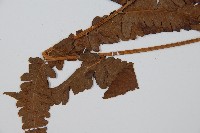 菜蕨藏品圖，第5張