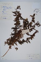 華南鱗蓋蕨藏品圖，第1張