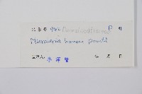 華南鱗蓋蕨藏品圖，第2張