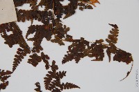 華南鱗蓋蕨藏品圖，第3張