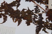 華南鱗蓋蕨藏品圖，第5張