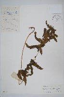 密毛毛蕨藏品圖，第1張