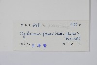 密毛毛蕨藏品圖，第2張