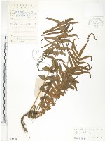 鱗蓋鳳尾蕨藏品圖，第1張