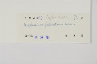 鐮葉鐵角蕨藏品圖，第2張