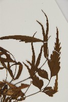 鐮葉鐵角蕨藏品圖，第3張