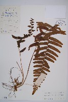 虎克氏鱗蓋蕨藏品圖，第1張