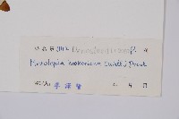 虎克氏鱗蓋蕨藏品圖，第2張