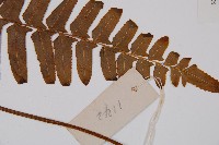 虎克氏鱗蓋蕨藏品圖，第3張