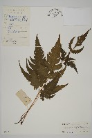 三叉蕨藏品圖，第1張