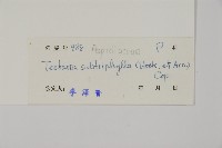 三叉蕨藏品圖，第2張