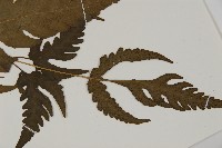 三叉蕨藏品圖，第3張