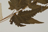 三叉蕨藏品圖，第4張