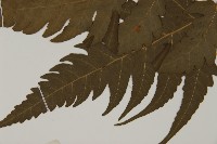 三叉蕨藏品圖，第5張