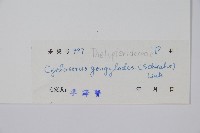 毛蕨藏品圖，第2張